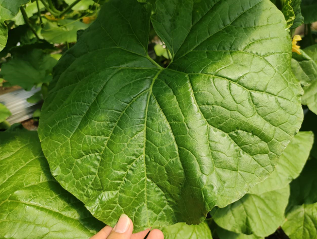 司普沃進(jìn)口水溶肥怎么樣？專業(yè)技術(shù)老師來解答。
