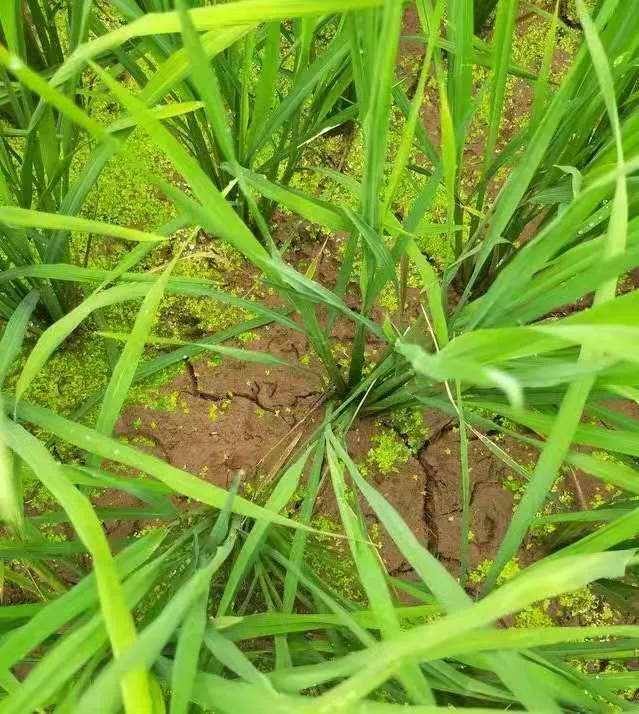 水稻為啥要排水曬田？水稻生長到一定階段有必要排水曬田嗎？