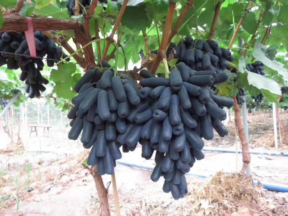 種植藍(lán)寶石葡萄，怎么使其高產(chǎn)呢？速看司普沃這篇文章