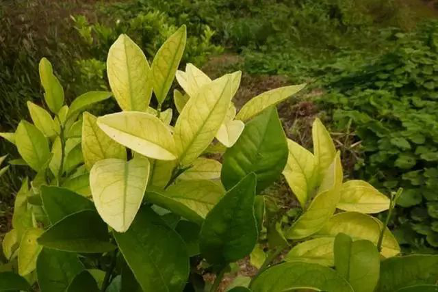 柑橘黃化是什么原因？我們?cè)撛鯓咏鉀Q？速看司普沃這篇文章