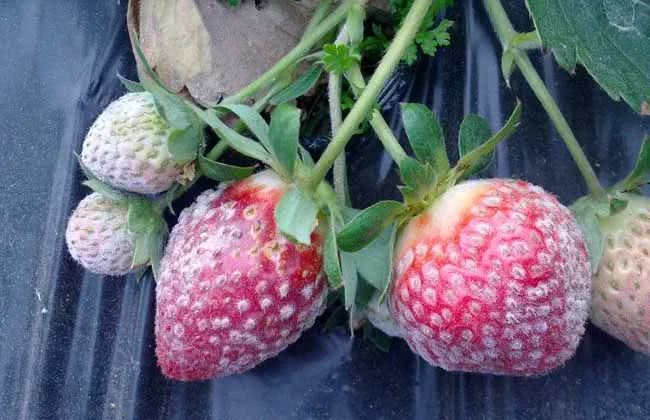 草莓花灰霉病嚴重？如何進行有效防治？司普沃給出了答案
