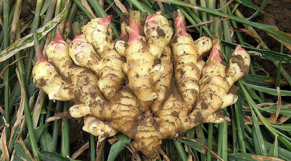 大姜想獲得高產(chǎn)，但死棵嚴重怎么辦？司普沃來幫您