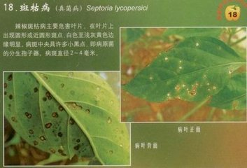辣椒斑枯病的危害癥狀、傳播途徑、發(fā)病原因及防治措施