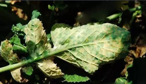 油菜白粉病嚴(yán)重化？如何防治？別急，司普沃給出了見(jiàn)解