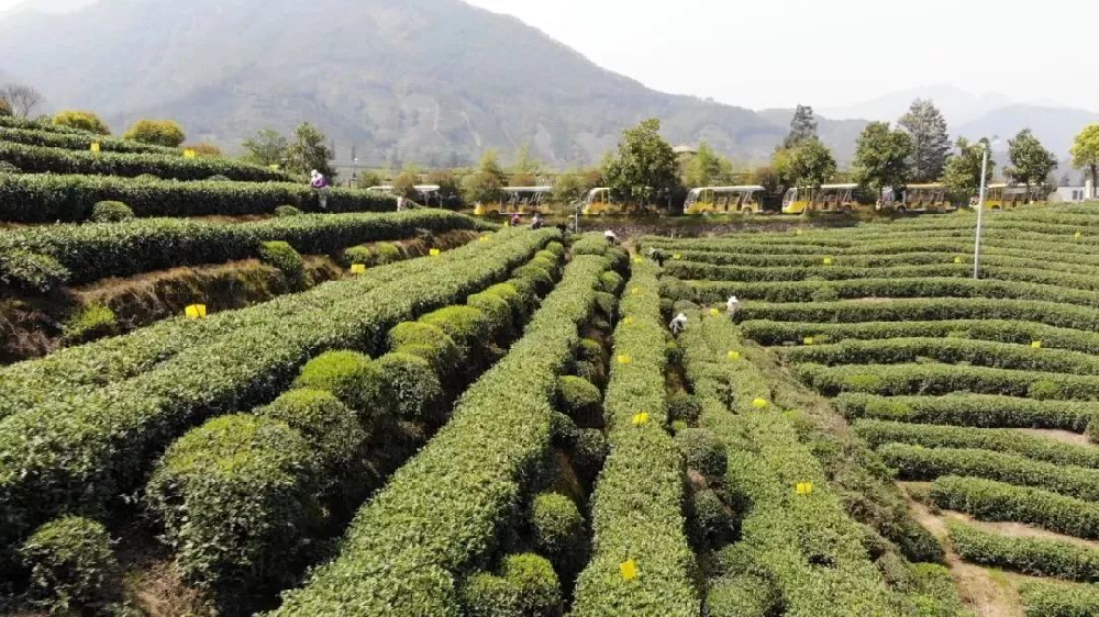 無公害茶葉種植管理技術(shù)，做好修剪和病蟲害防治工作