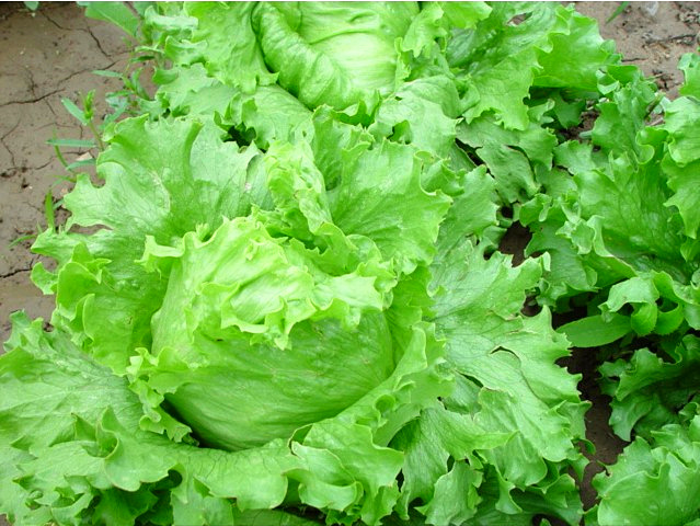 結(jié)球生菜不結(jié)球？愁壞農(nóng)戶！司普沃邀您一起找原因