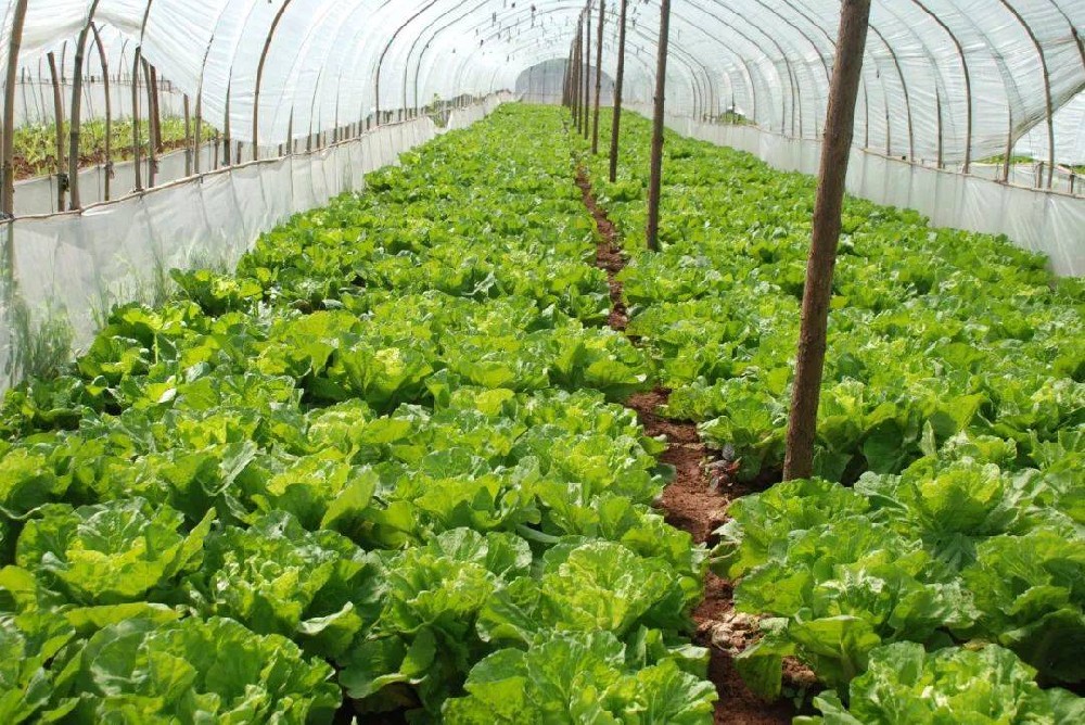 冬季蔬菜生長(zhǎng)緩慢，這該怎么辦？司普沃來幫您