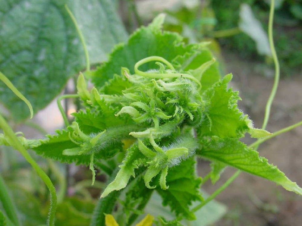 黃瓜出現(xiàn)花打頂？怎么辦？司普沃這5種辦法可補(bǔ)救