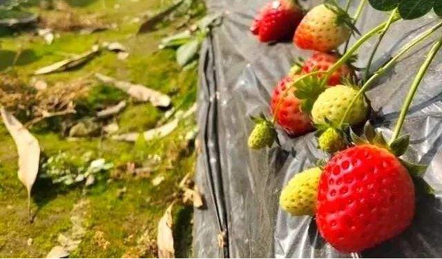 草莓一茬果采摘之后，為什么要施肥？施肥的好處是什么？