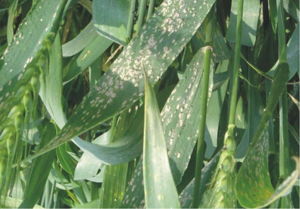 小麥葉面出現(xiàn)白色霉點(diǎn)，原因和預(yù)防方法來(lái)了