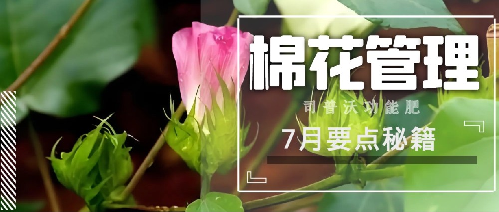聚焦7月，新疆棉花管理秘籍