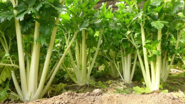 預(yù)防芹菜空心開(kāi)裂的方法，找到了，速來(lái)觀看